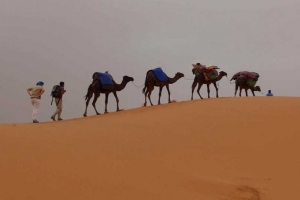 sahara camel trekking morocco